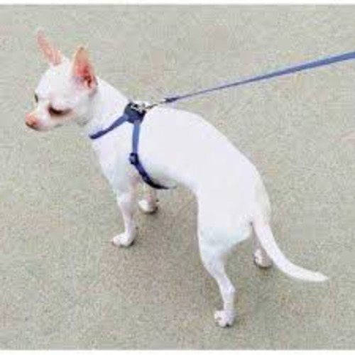 Li'l Pals Petite Dog Harness