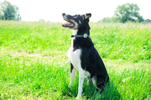 Products: Amino activity and behaviour montior by Sureflap Jen's Pet Supplies