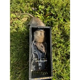 Bait Stations: Solo Rat Trap box