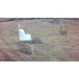 rabbit-bait-stations