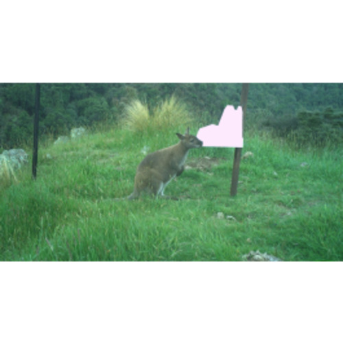 Bait Stations: Wallaby Bait Station