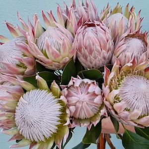 Send Flowers In Wellington Cbd: Gift Card