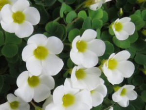 Small Plants: Oxalis flava - white