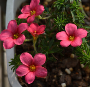 Oxalis hirta - cherry