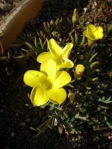 Oxalis flava yellow