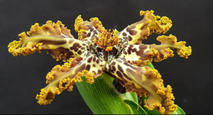 Ferraria schubertii