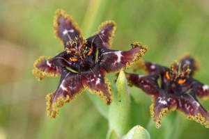 Small Plants: Ferraria crispa synonym: F. undulata