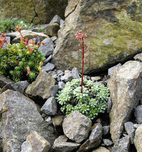 Saxifraga cochlearis minus