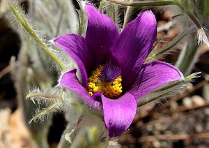 Small Plants: Pulsatilla hallerii