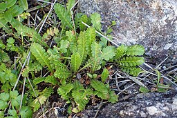 Small Plants: Leptinella dioica