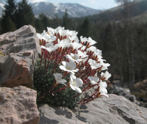 Small Plants: Saxifraga burseriana