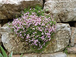 Small Plants: Saponaria ocymoides