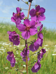 Small Plants: Verbascum phoeniceum violetta
