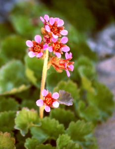 Small Plants: Telesonix jamesii