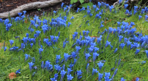 Small Plants: Gentiana sino-ornata 'Blue Diamond'