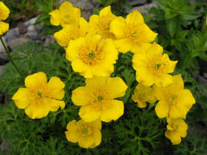 Rocks Crevices Troughs: Trollius pumilus