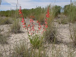 Rocks Crevices Troughs: Penstemon eatonii