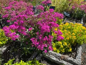Silene armeria  seed
