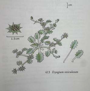 Rocks Crevices Troughs: Eryngium vesiculosum