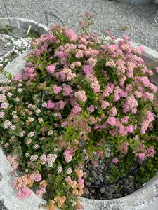 Spiraea bumalda 'Sophie'
