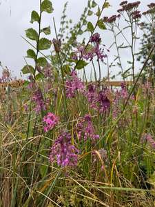 Rocks Crevices Troughs: Allium carinatum