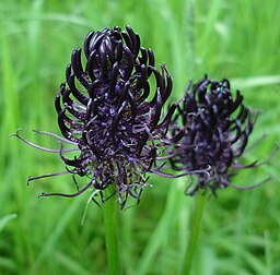 Rocks Crevices Troughs: Phyteuma nigrum