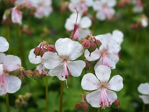 Rocks Crevices Troughs: Geranium x cantabrigiense