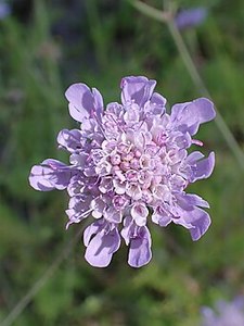 Drifts And Borders: Scabiosa triandra