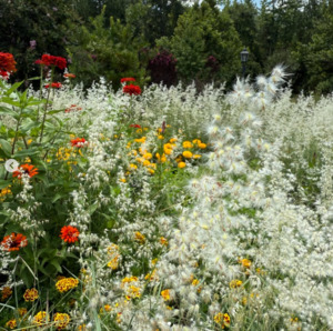 Drifts And Borders: Melinis minutiflora