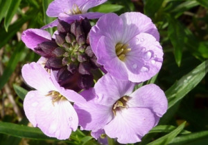 Drifts And Borders: Erysimum linifolium 'Lilac Joy' PETITE