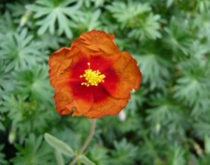 Drifts And Borders: Helianthemum 'Chocolate Blotch'