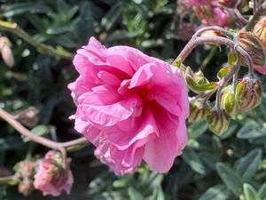 Drifts And Borders: Helianthemum 'Annabel'