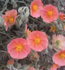 Drifts And Borders: Helianthemum 'Peter and Anna's' my own name perhaps 'Highdown Apricot' or 'Cheviot'...