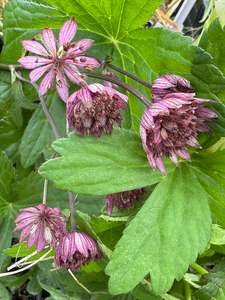 Drifts And Borders: Astrantia major-Hybr. 'Rosensinfonie'