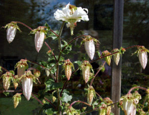 Drifts And Borders: Michauxia campanuloides