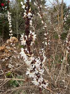 Abeliophyllum distichum 