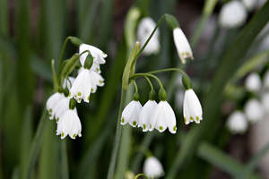 Shade: Leucojum aestivum