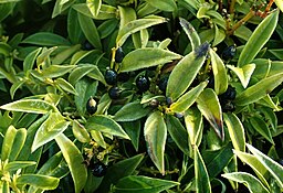 Shade: Sarcococca hookeriana var. humilis