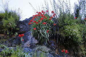 Shade: Gladiolus cardinalis