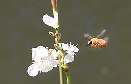 Shade: Libertia chilensis Syn L. grandiflora (misapplied)