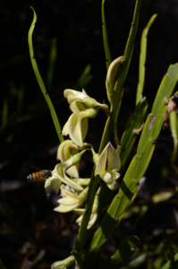 Carmichaelia williamsonii