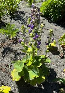 Woodland And Dappled Shade: Delphinium vestitum