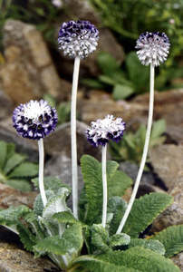Woodland And Dappled Shade: Primula capitata 'Salvana'