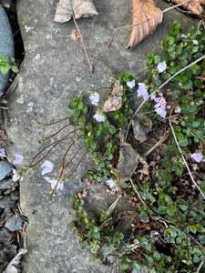 Parahebe decora syn. Veronica bidwillii