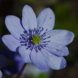 Woodland And Dappled Shade: Hepatica transsilvanica