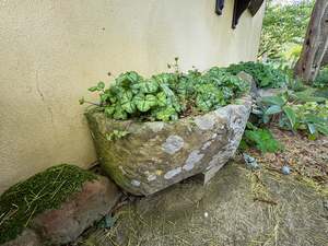 Woodland And Dappled Shade: Hepatica nobilis