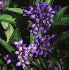 Gentiana  dahurica var. gracileps