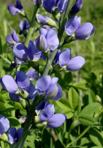 Woodland And Dappled Shade: Baptisia australis