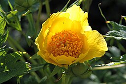 Woodland And Dappled Shade: Paeonia ludlowii P. lutea P. delavayi ludlowii