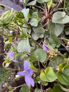 Woodland And Dappled Shade: Viola labradorica